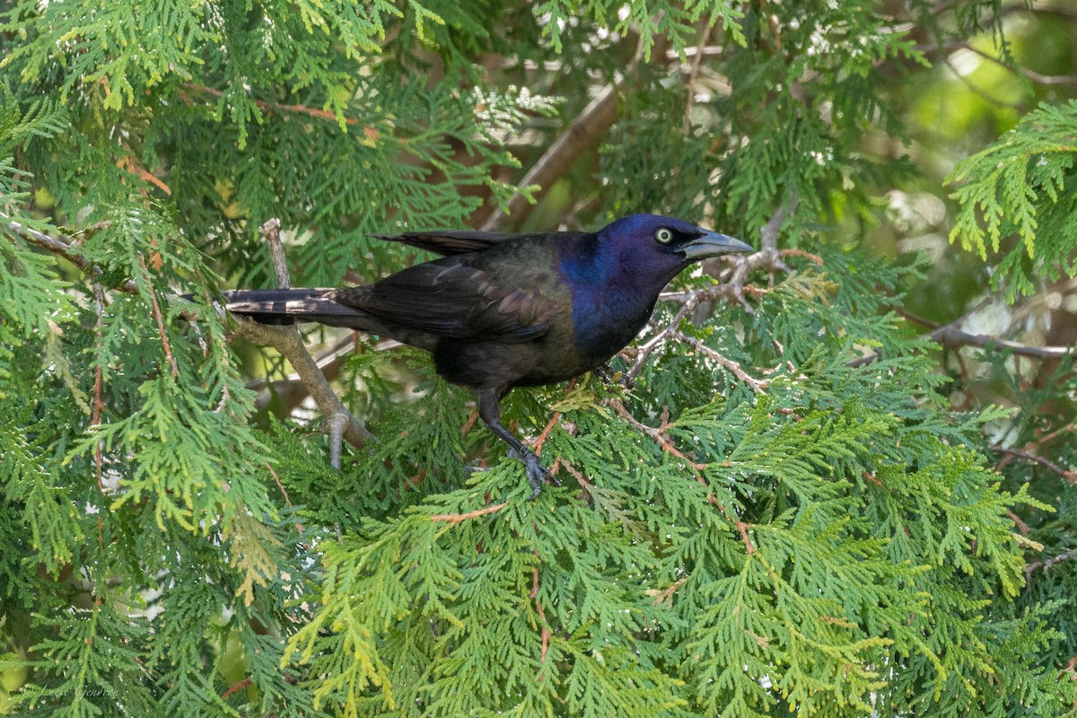 Common Grackle - Lucie Gendron