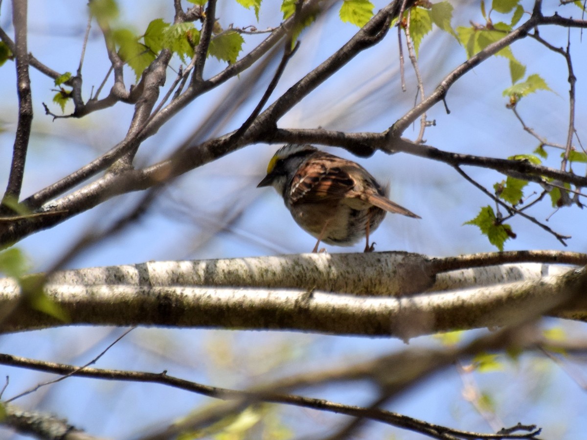 White-throated Sparrow - ML100190211