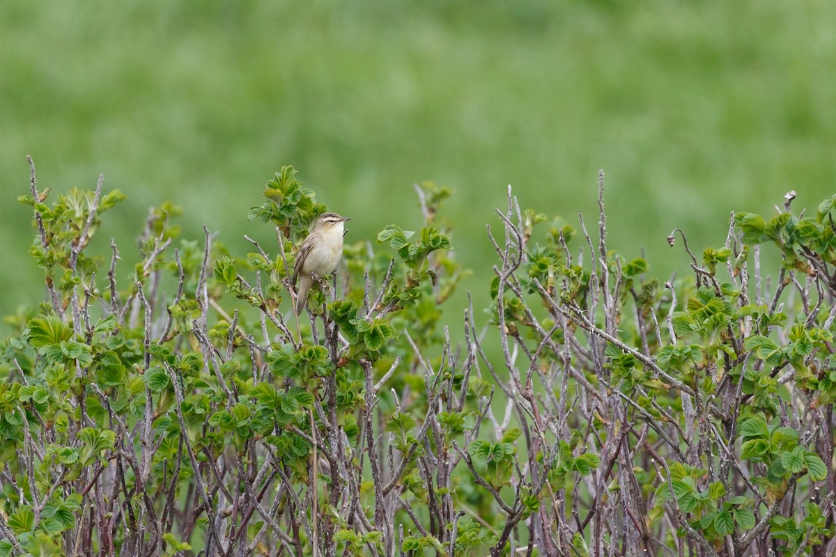 Sedge Warbler - ML100190631