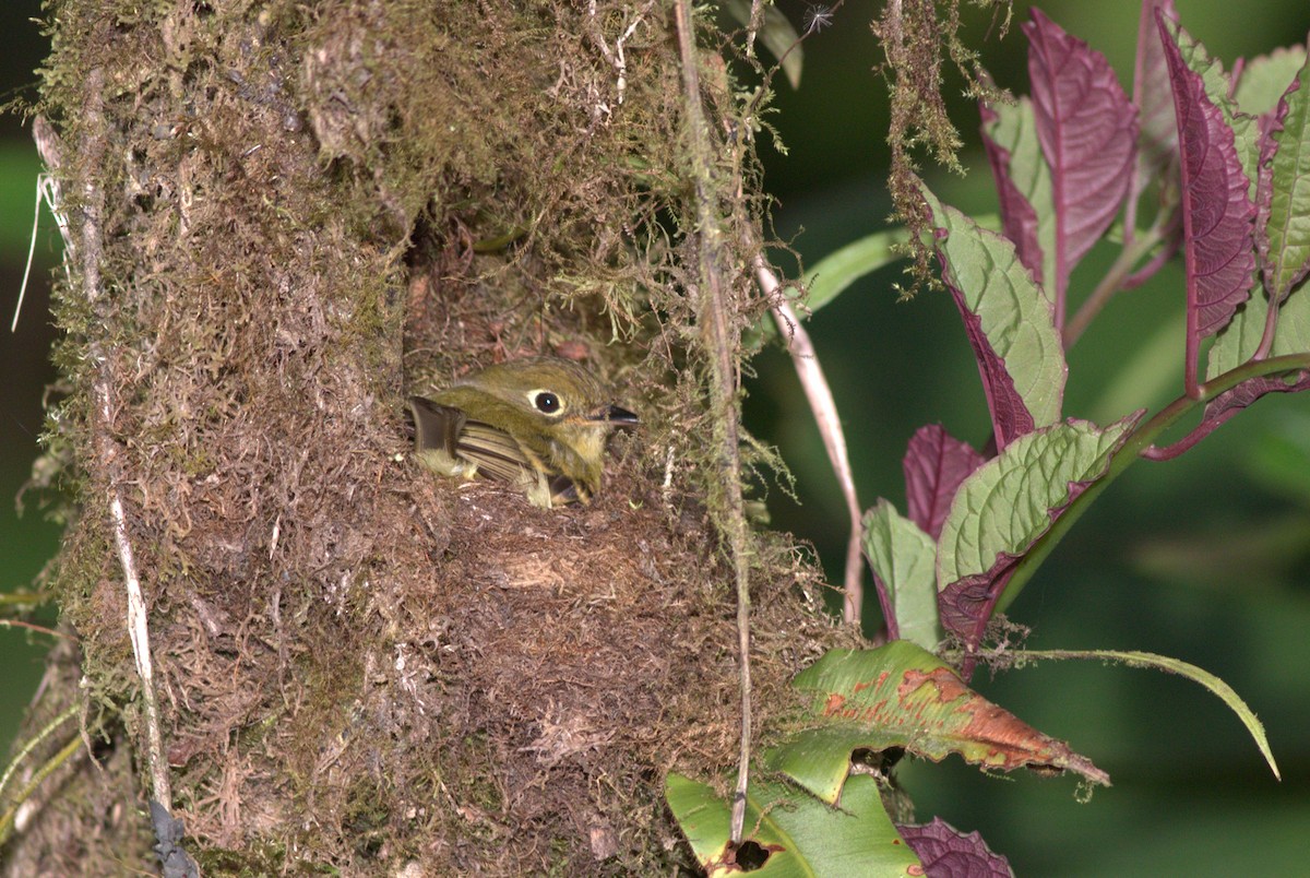 Yellowish Flycatcher - Guillermo  Saborío Vega