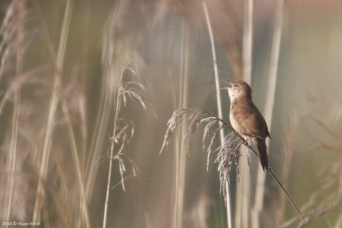 Savi's Warbler - ML100191681