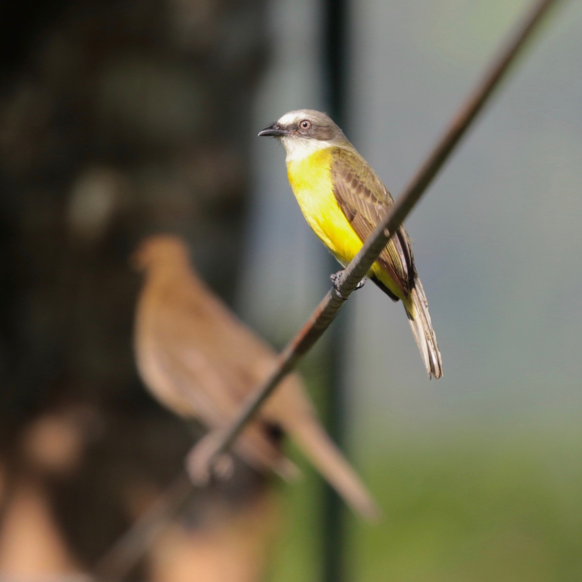 Gray-capped Flycatcher - ML100191761