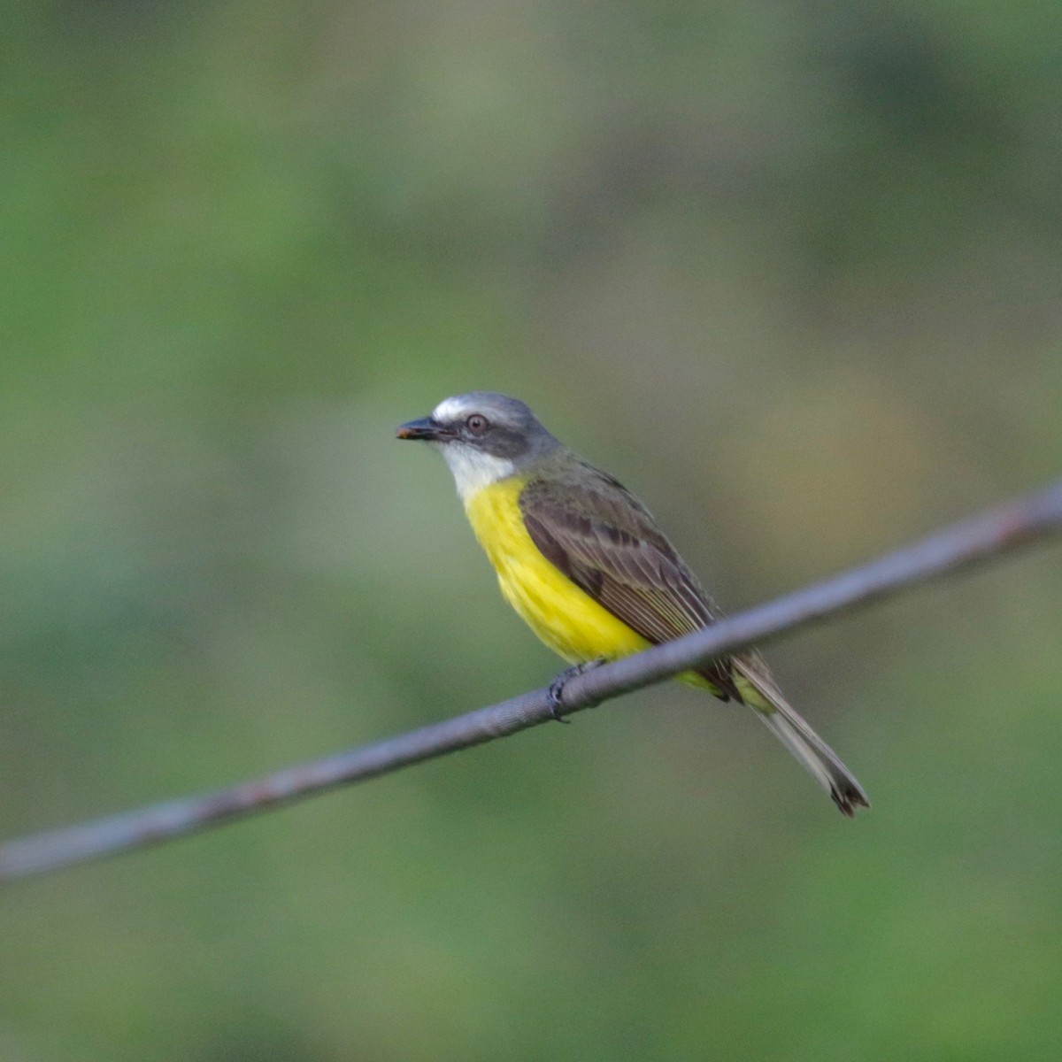 Gray-capped Flycatcher - ML100191821