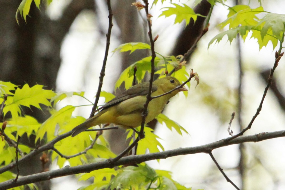 Scarlet Tanager - Robert Beaumont