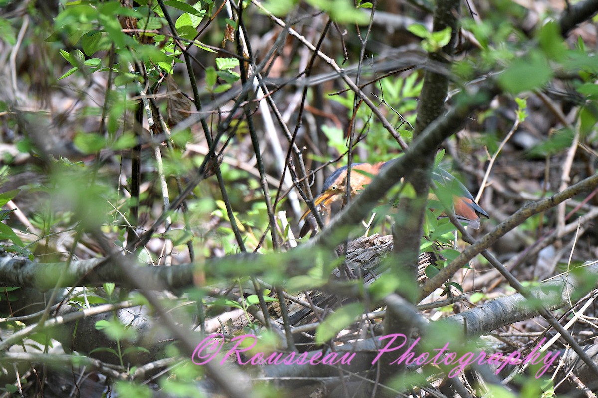 Least Bittern - ML100194111