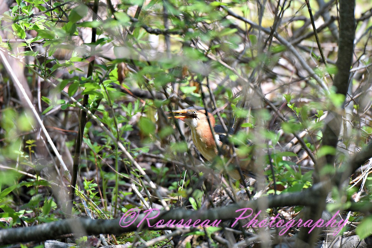 Least Bittern - ML100194121