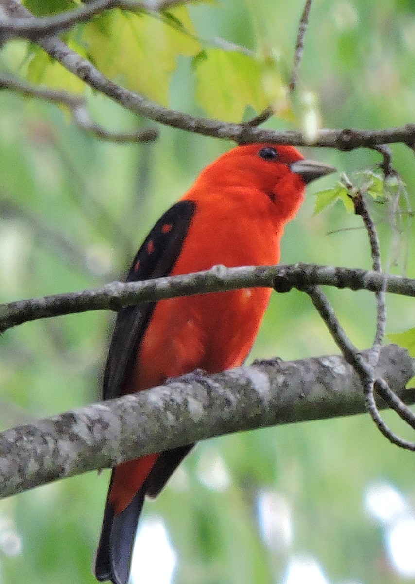 Scarlet Tanager - Christopher Dyer