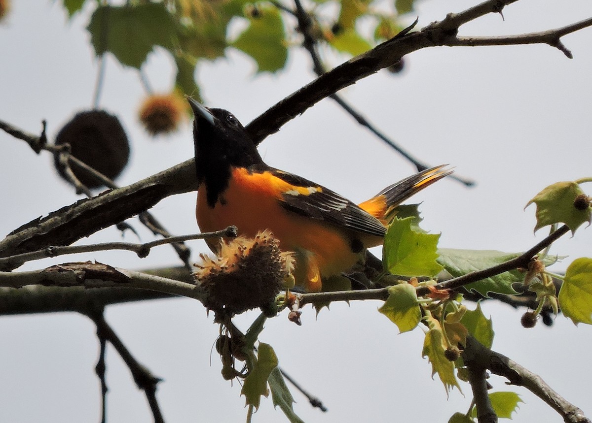 Baltimore Oriole - ML100195691