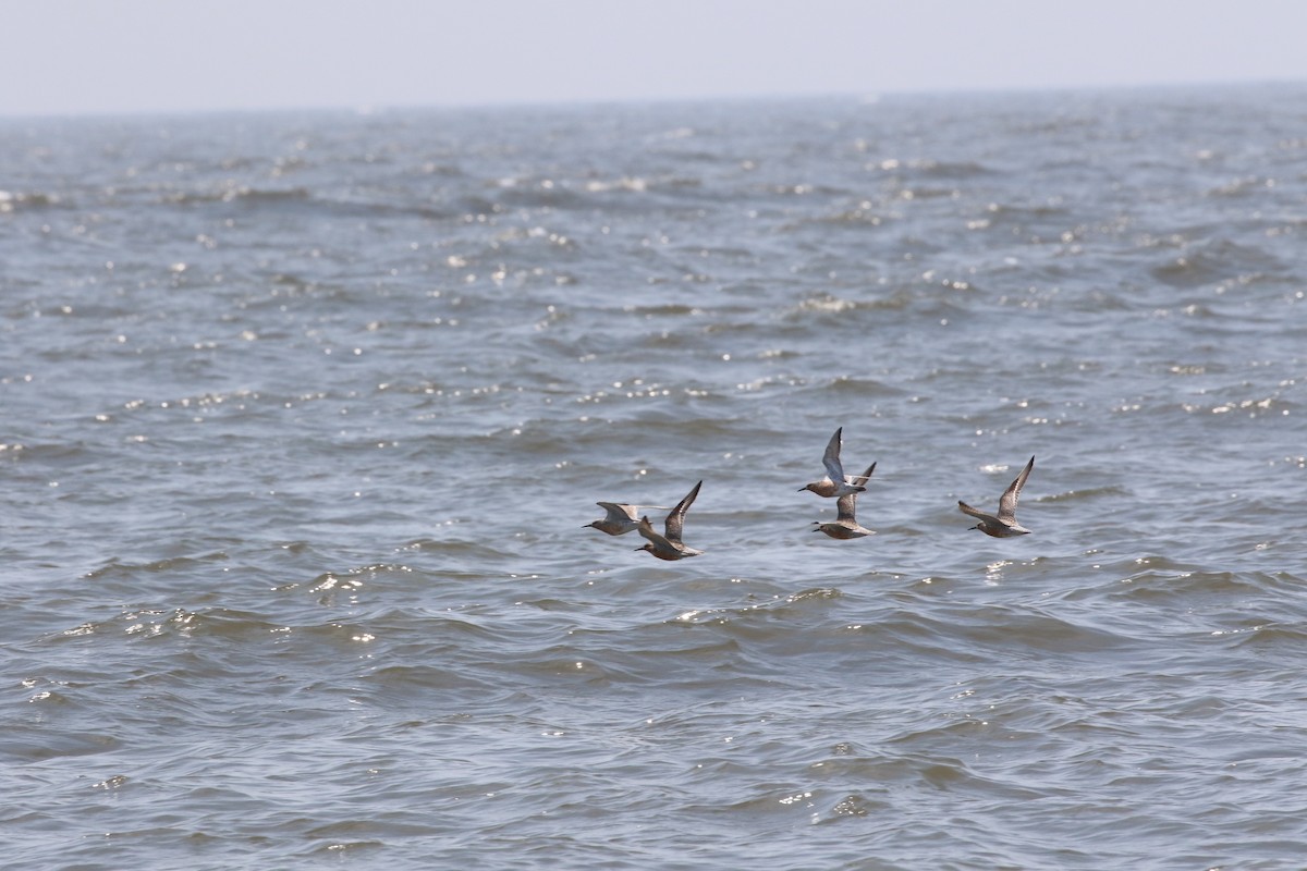 Red Knot - ML100196221