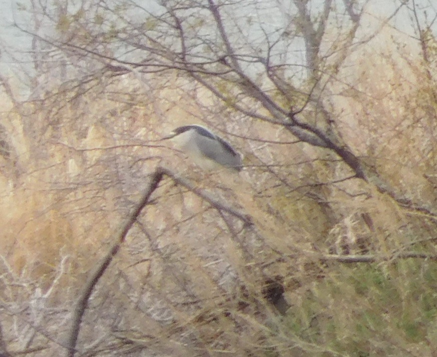 Black-crowned Night Heron - ML100196771