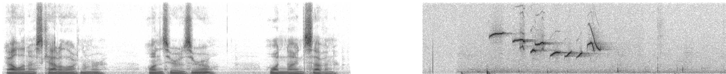 Shama Malgache (pica) - ML100197
