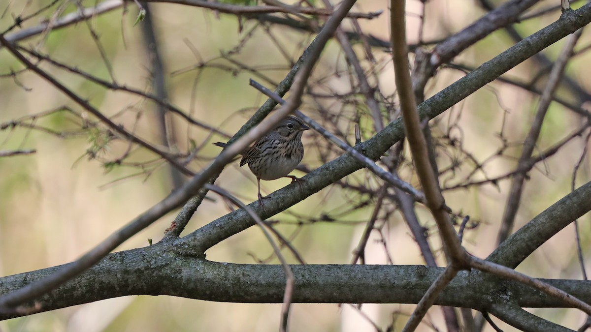 Lincoln's Sparrow - ML100198161