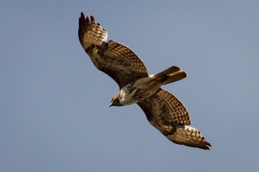 Rotschwanzbussard (calurus/alascensis) - ML100198221