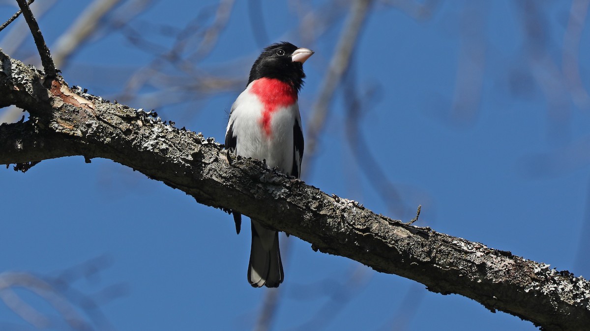 Rose-breasted Grosbeak - ML100199031