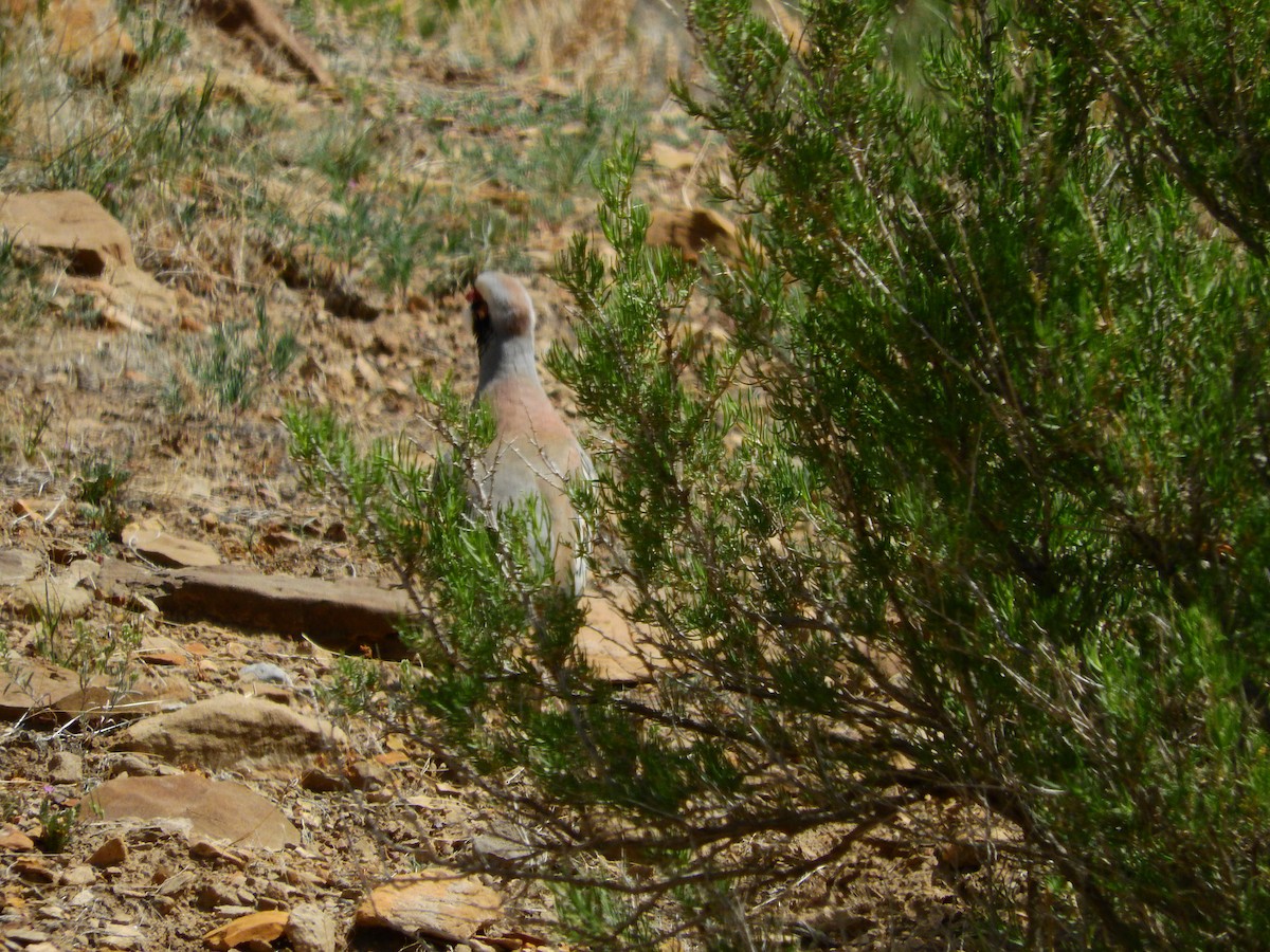 Chukar - ML100199041