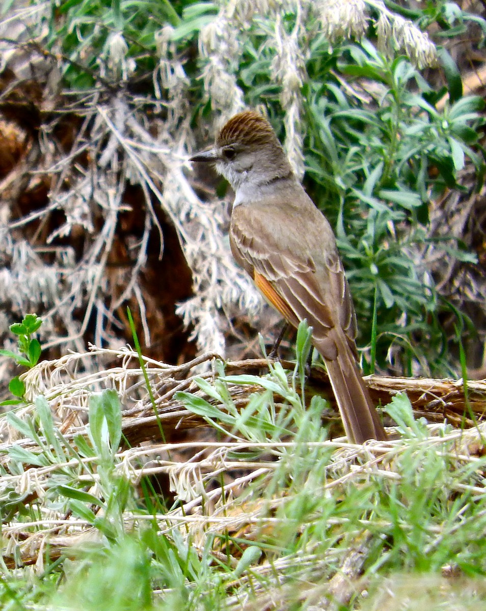 Ash-throated Flycatcher - ML100199831