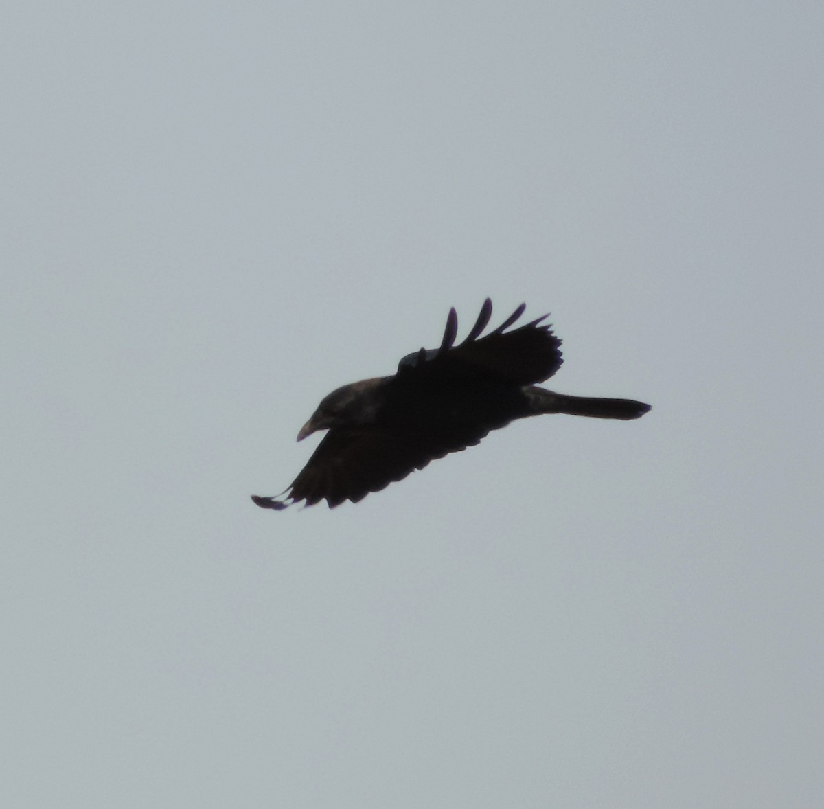 Fish Crow - Jay Huner