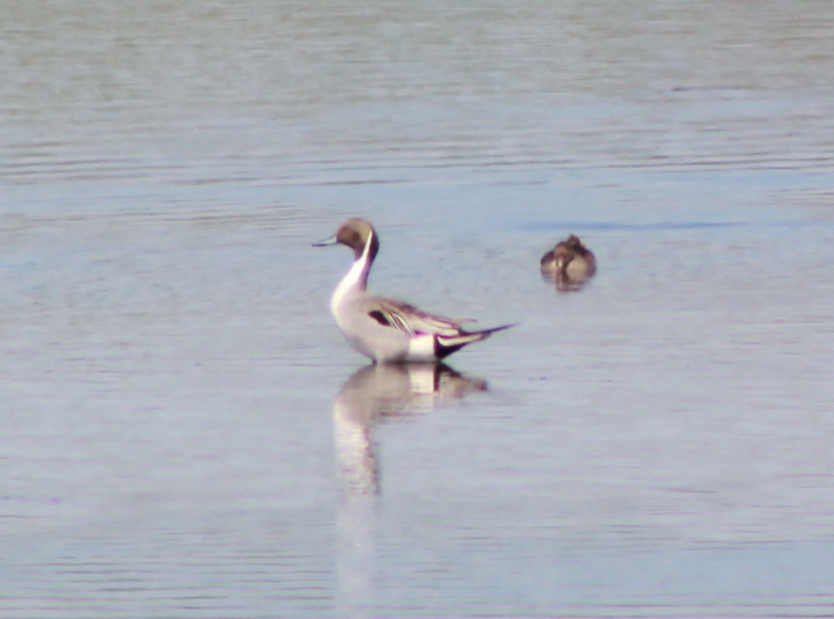 Northern Pintail - ML100201111