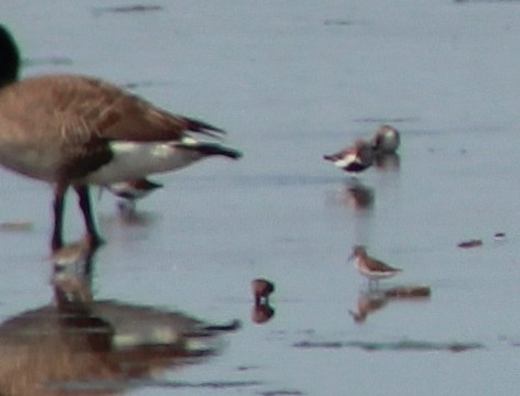 Dunlin - ML100201221