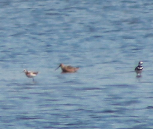 Short-billed Dowitcher - ML100201261