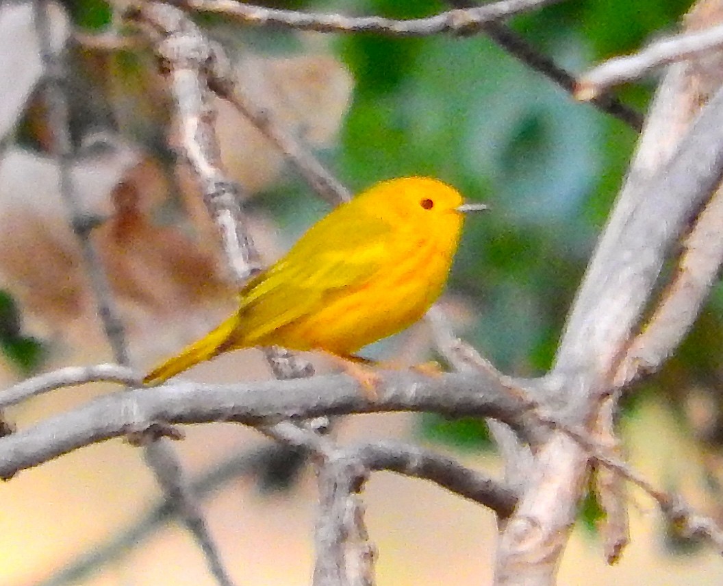 Paruline jaune - ML100201461