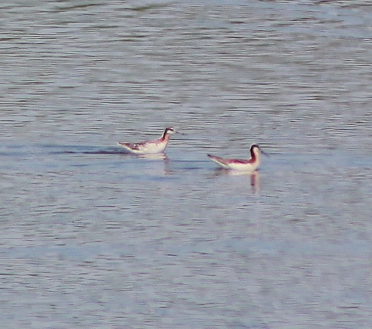 Wilson's Phalarope - ML100201531