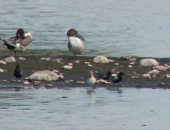 Black Tern - ML100201561