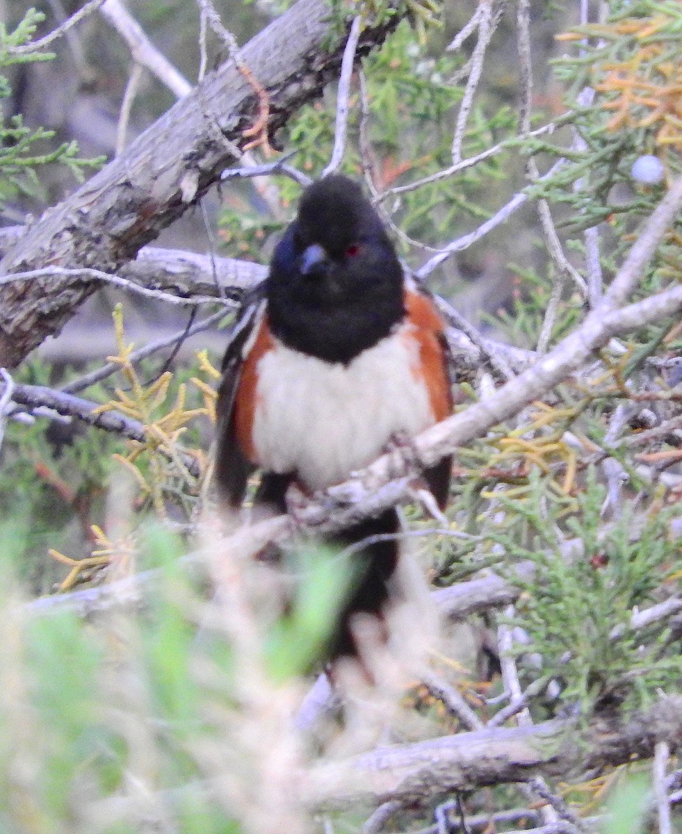 Spotted Towhee - ML100202071