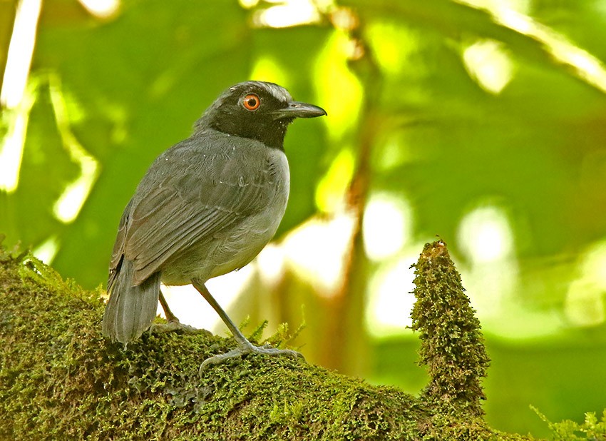 Ash-breasted Antbird - ML100202251