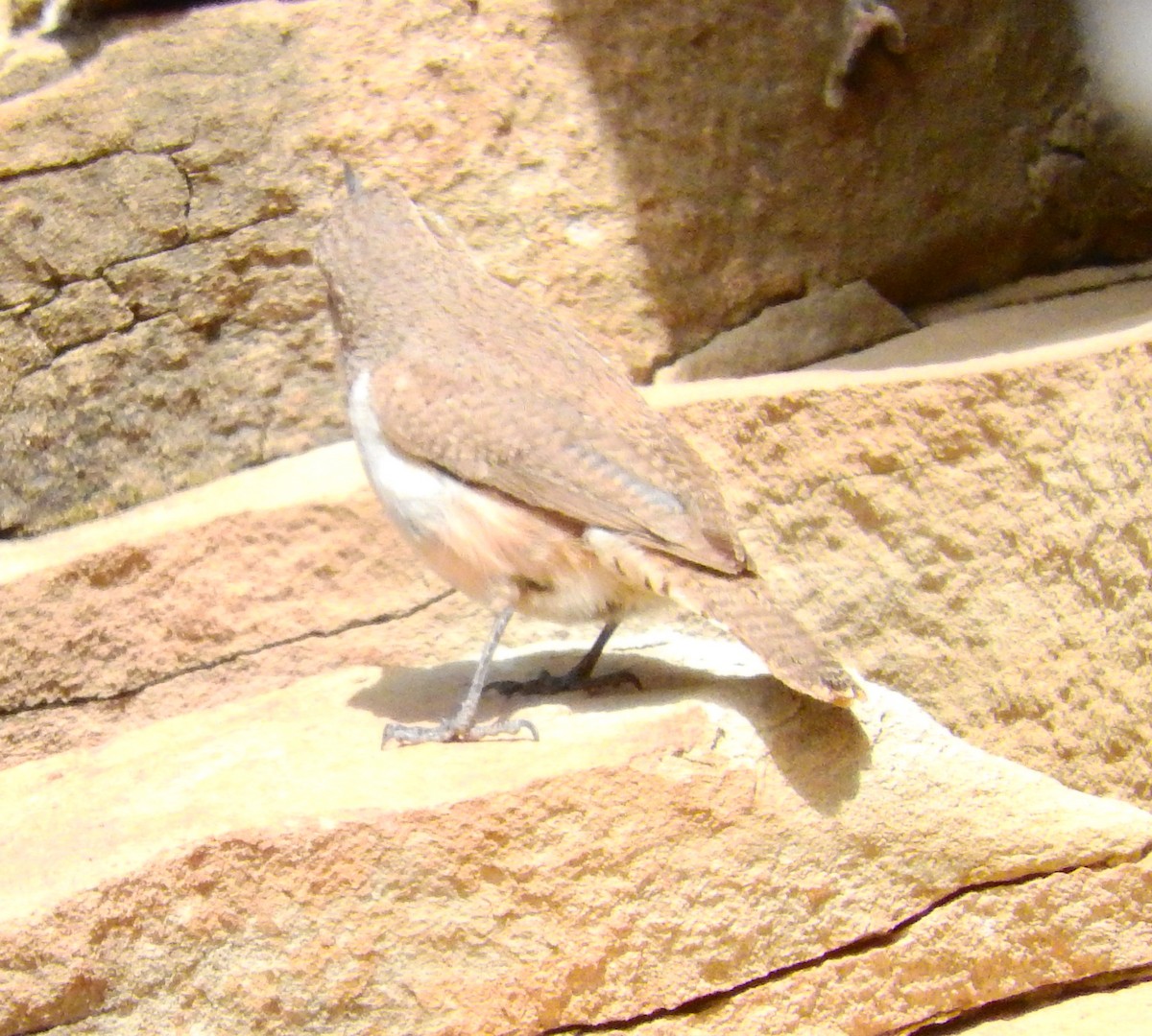 Rock Wren - ML100202271