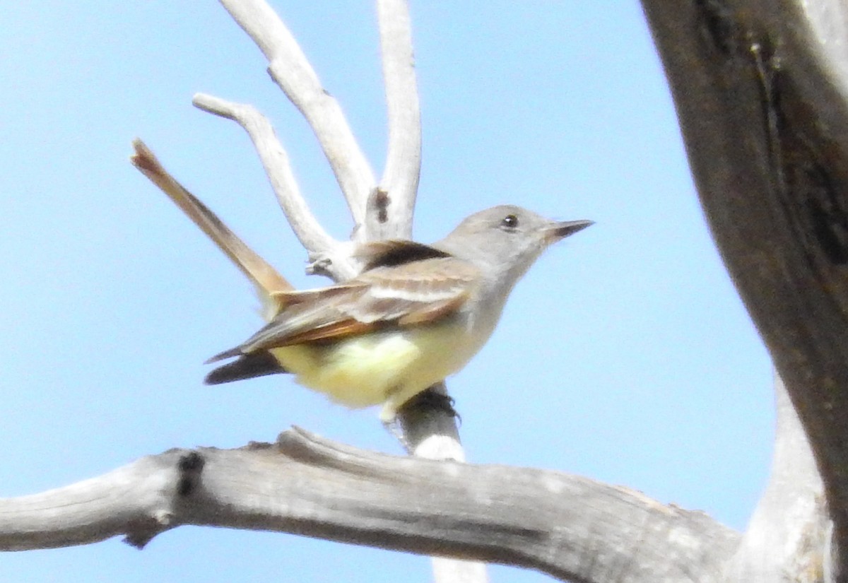 Ash-throated Flycatcher - ML100202931
