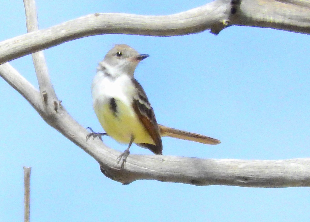 Ash-throated Flycatcher - ML100202941