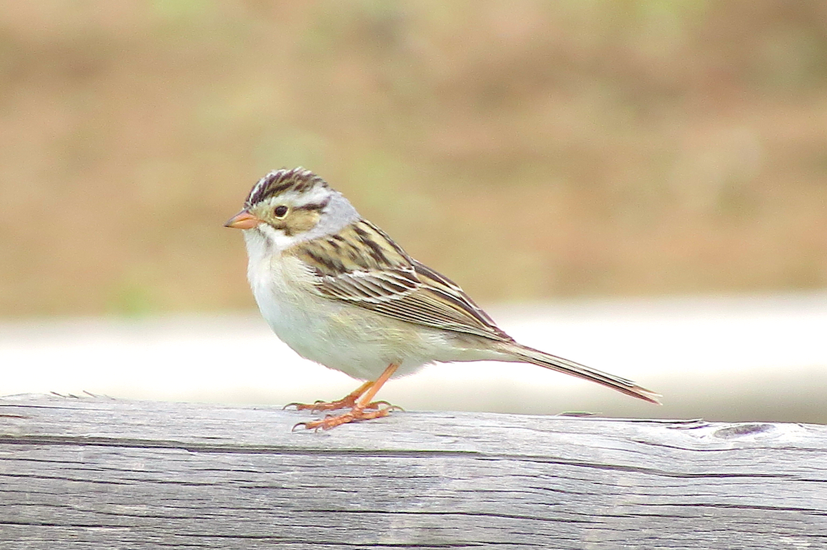 Clay-colored Sparrow - ML100203171