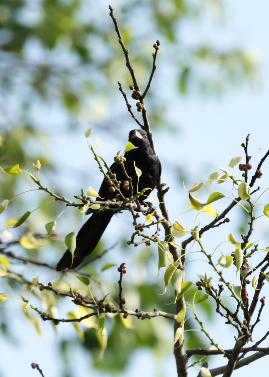 Asian Koel - ML100203451