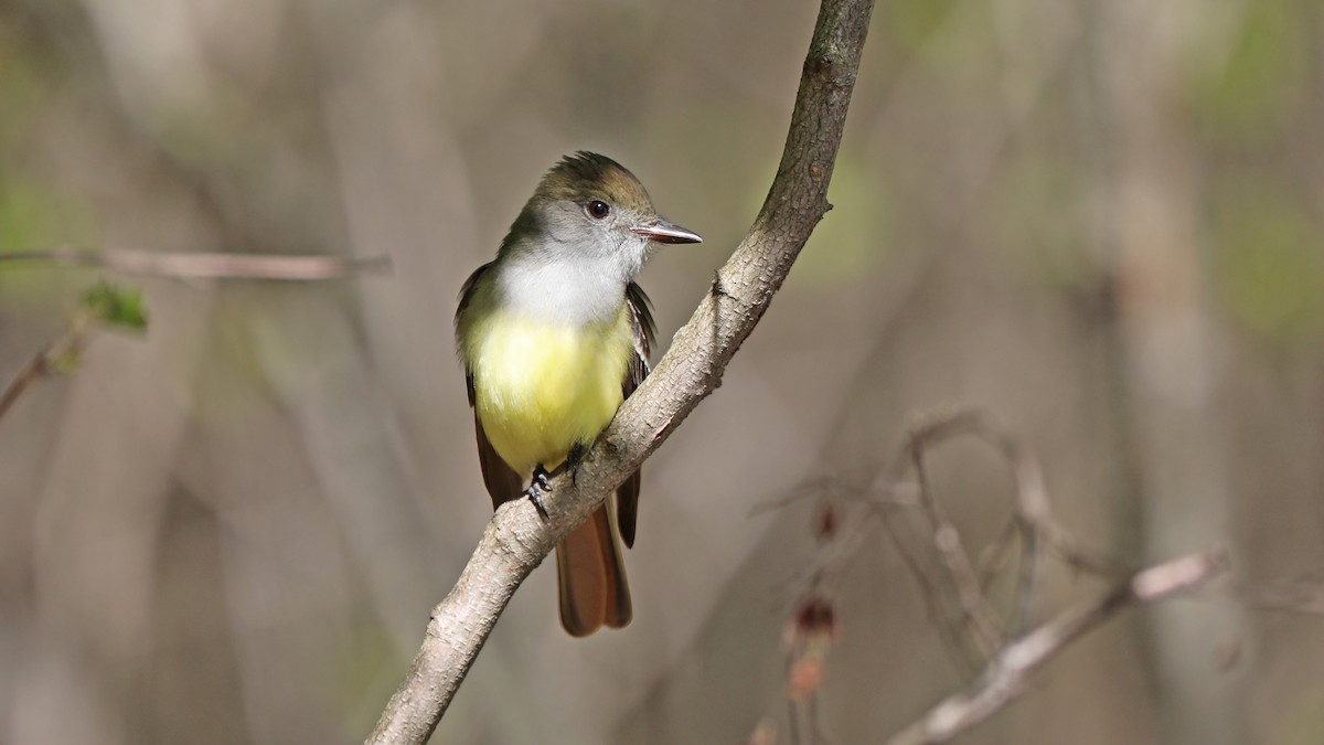 Great Crested Flycatcher - ML100204011