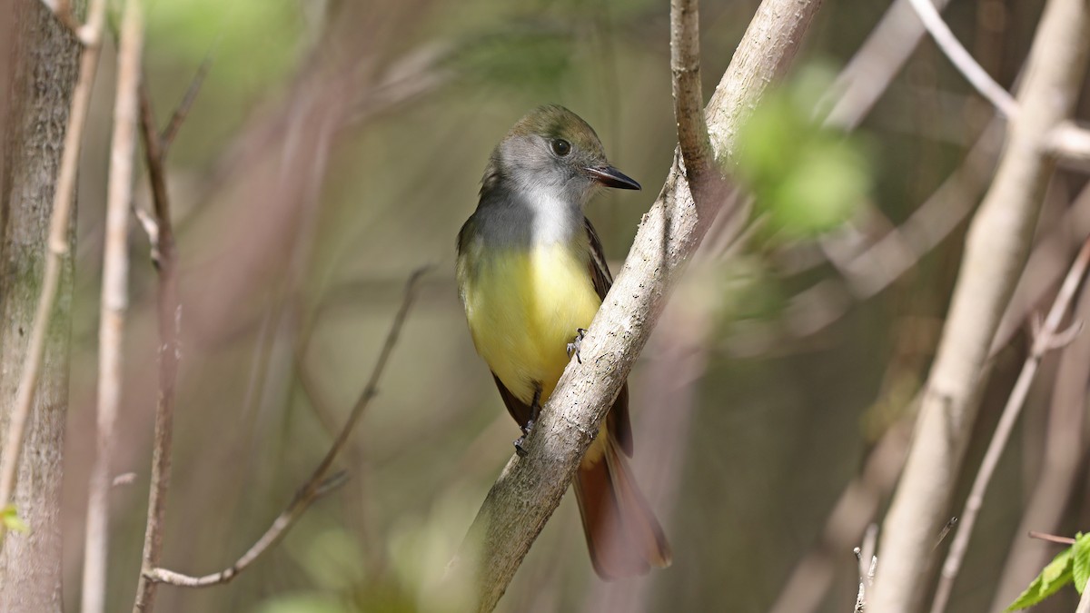 Great Crested Flycatcher - ML100204401