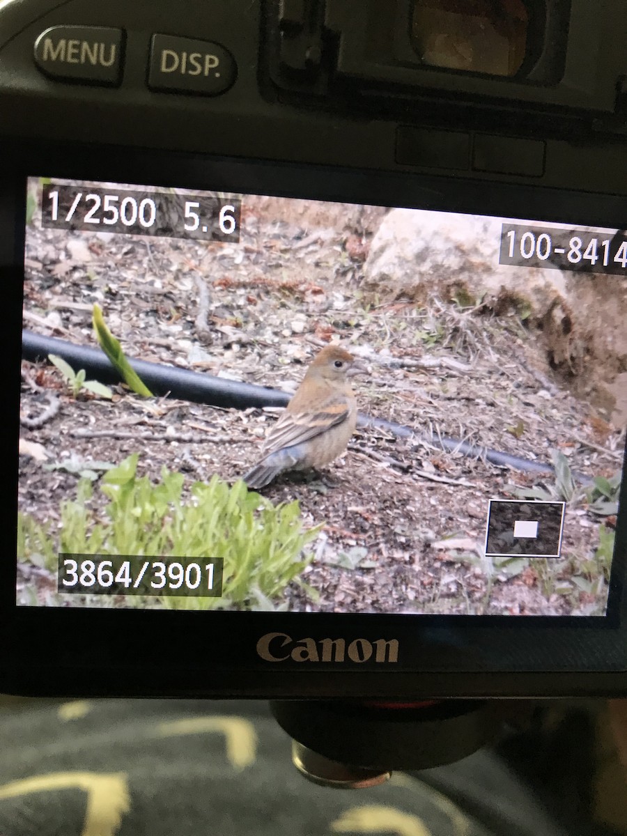 Blue Grosbeak - Don Lima