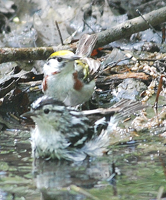 Paruline à flancs marron - ML100206281