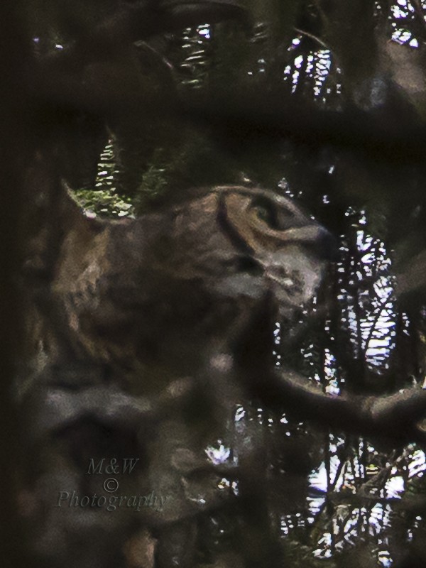 Great Horned Owl - ML100206541