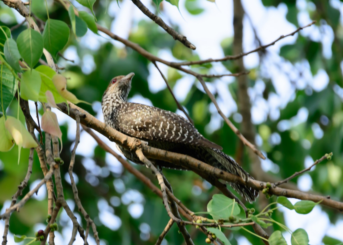 Asian Koel - ML100206651