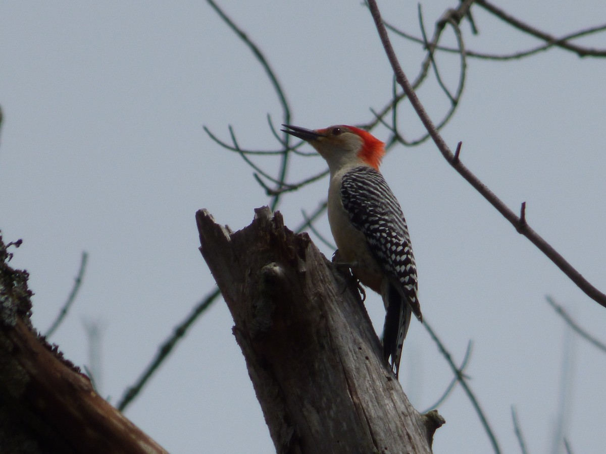 Red-bellied Woodpecker - C Douglas