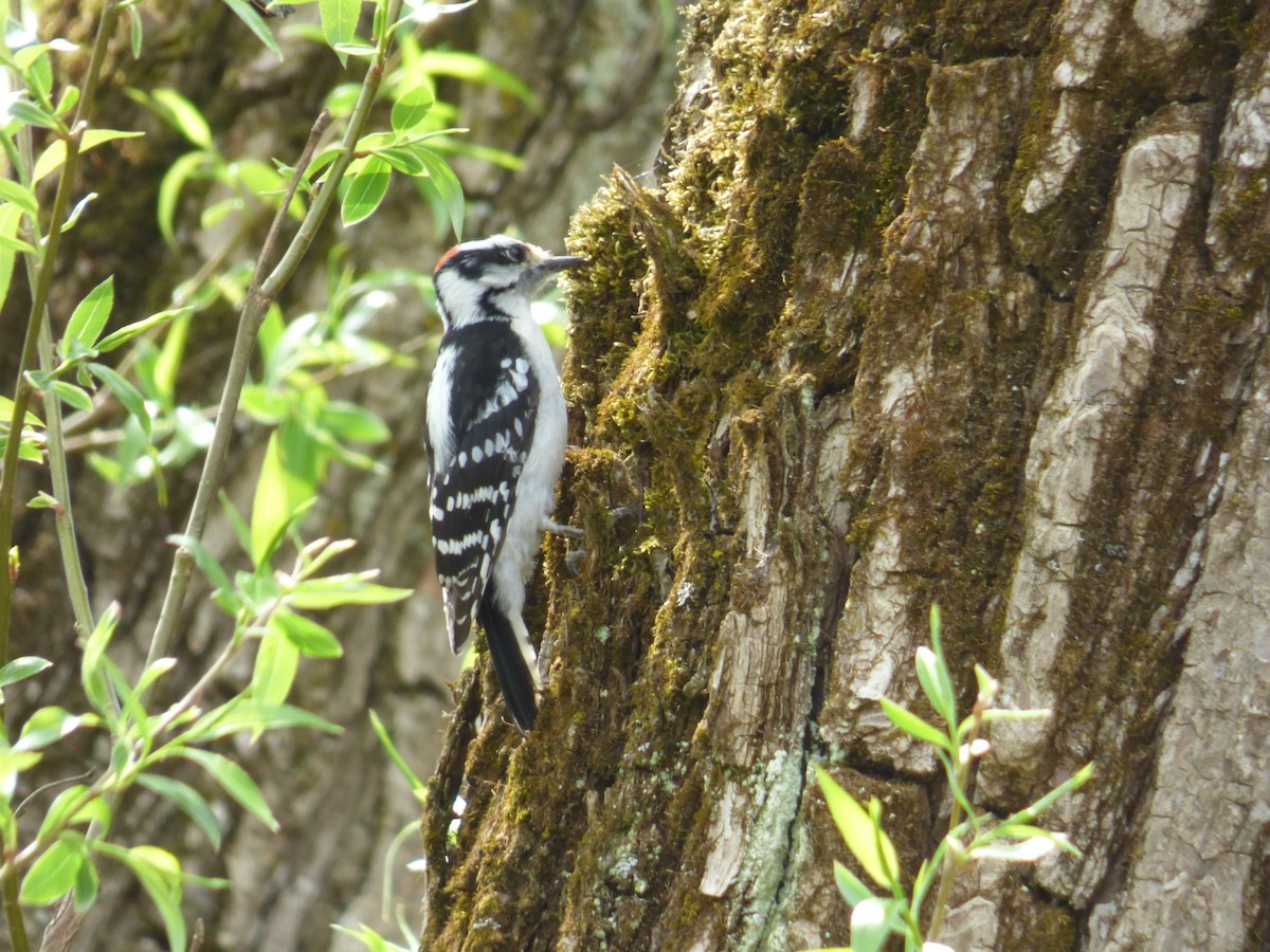 Downy Woodpecker - ML100206711