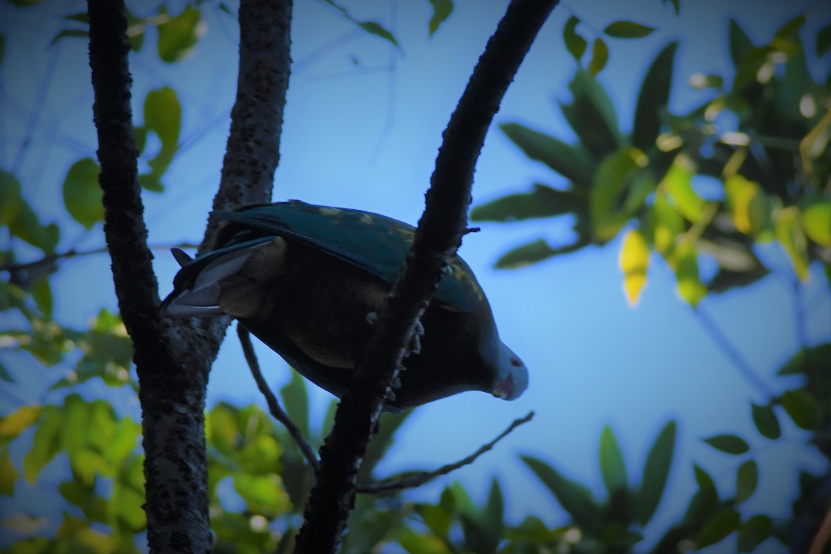 Wompoo Fruit-Dove - John Francis