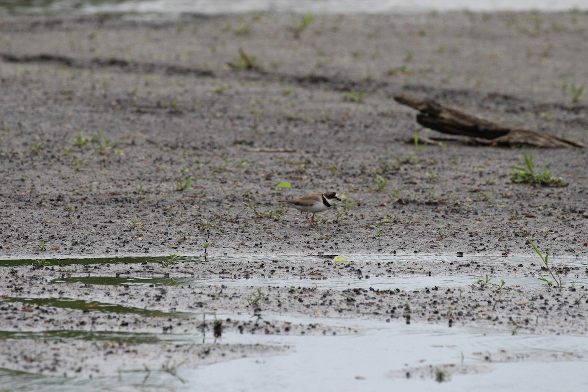 Semipalmated Plover - Russell Allison