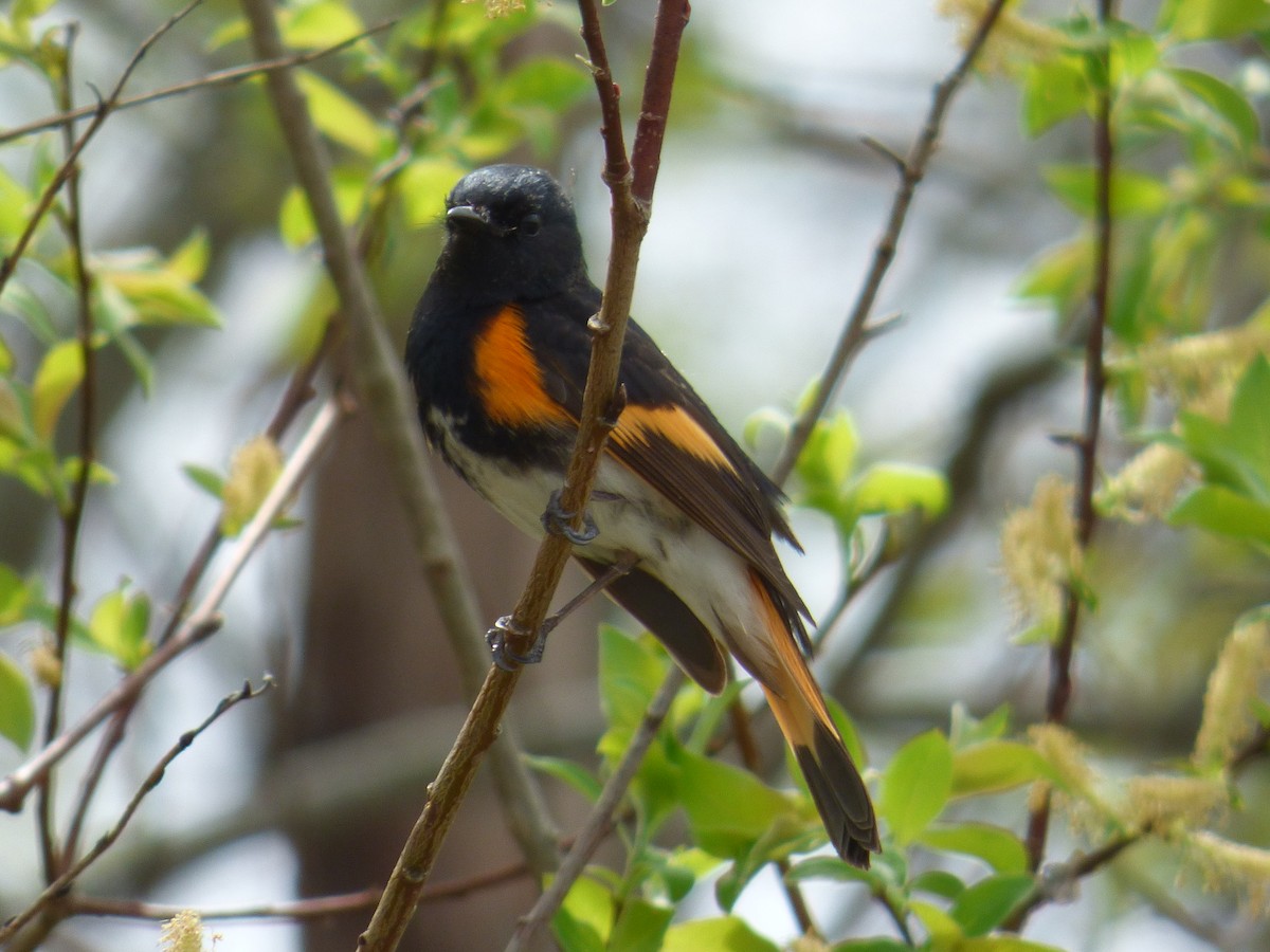 American Redstart - ML100206901