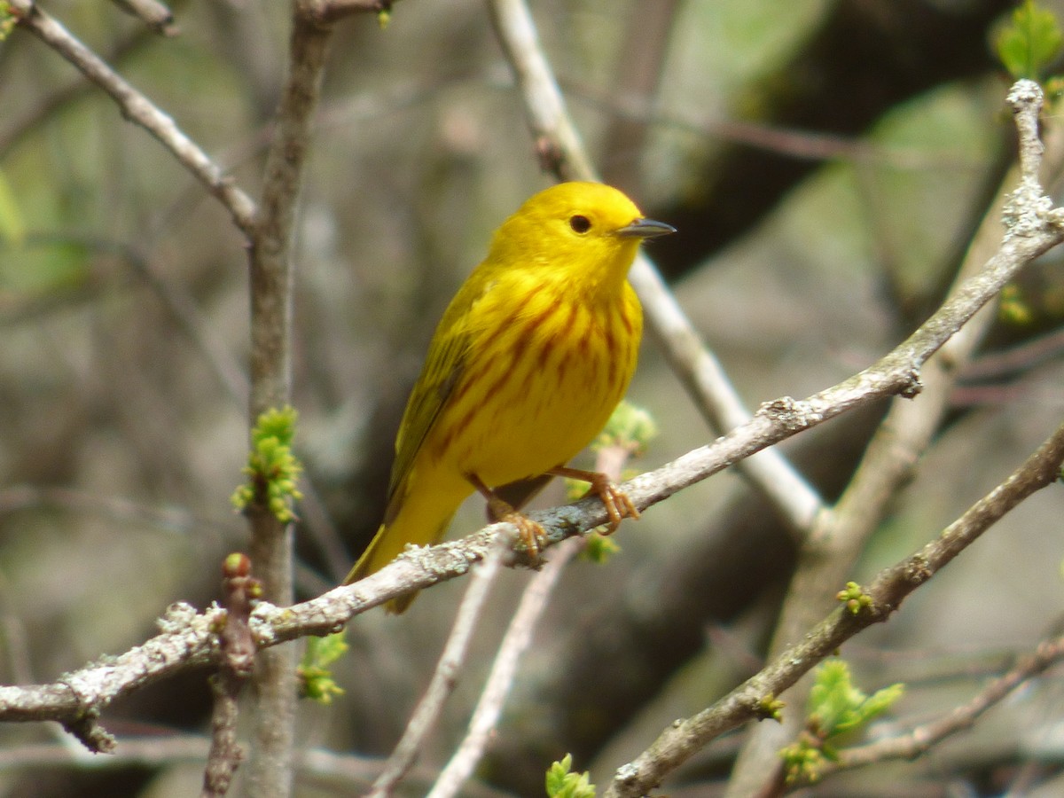 Yellow Warbler - ML100206921