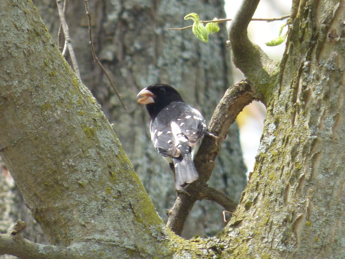 Rose-breasted Grosbeak - ML100206961