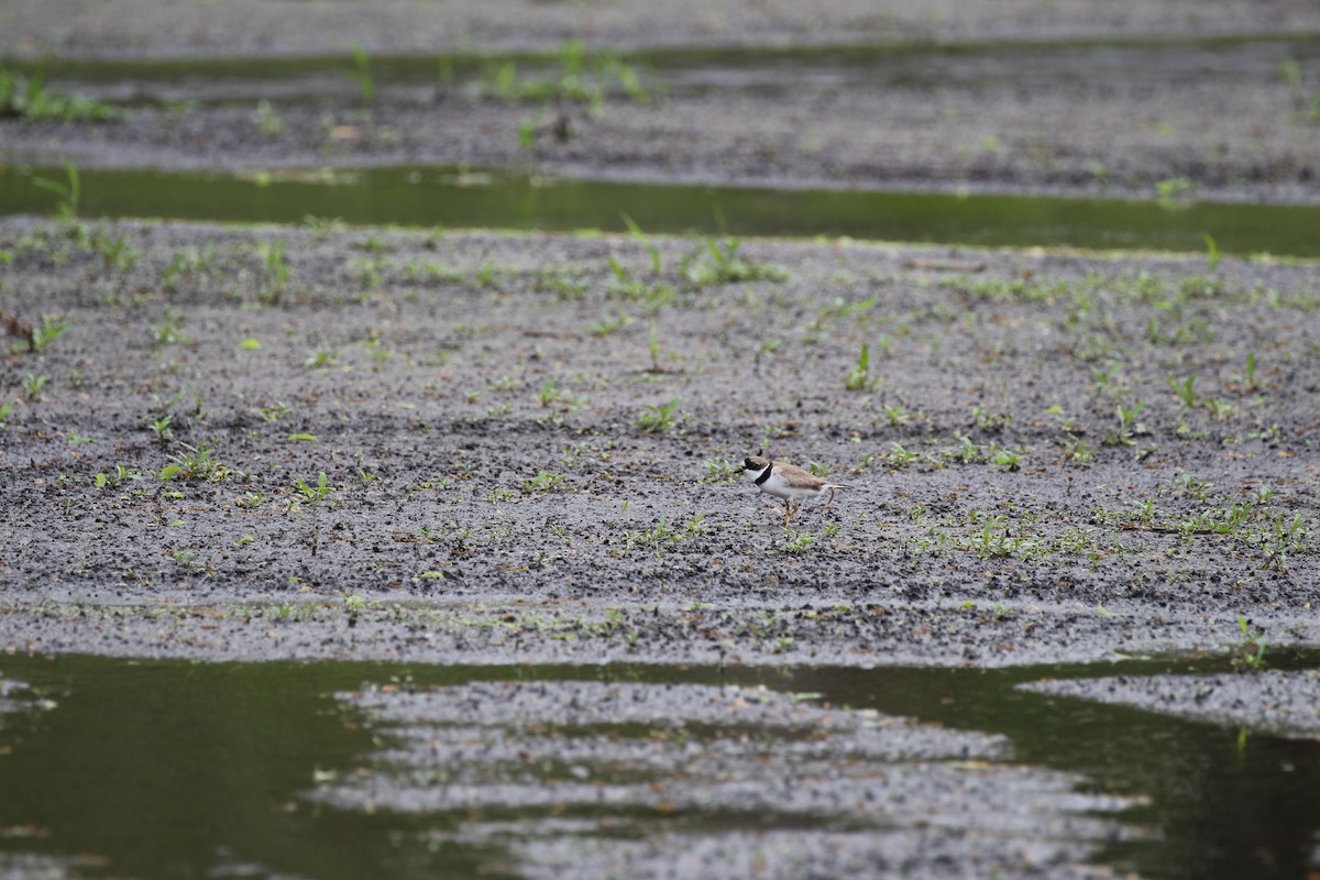 Semipalmated Plover - Russell Allison