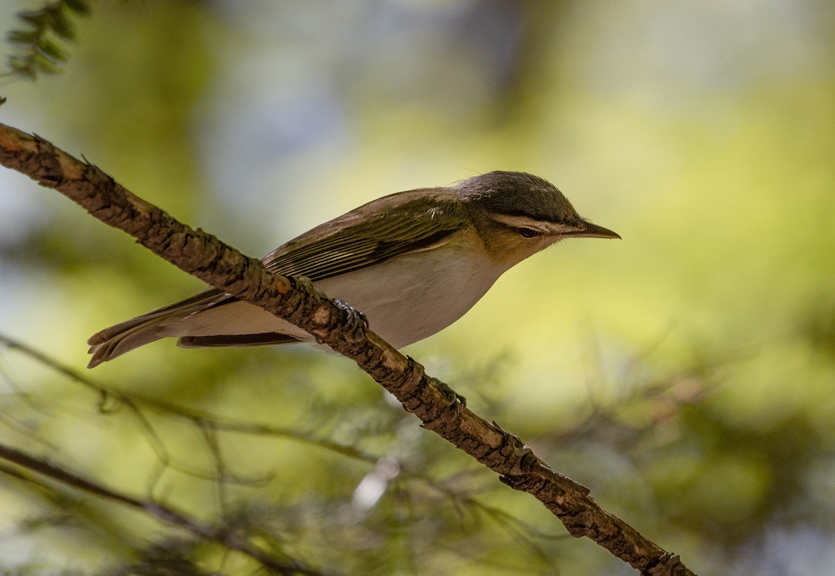 Red-eyed Vireo - ML100207901