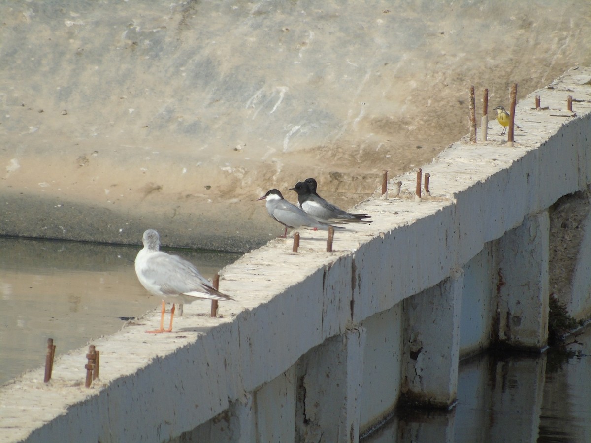 White-winged Tern - ML100208971